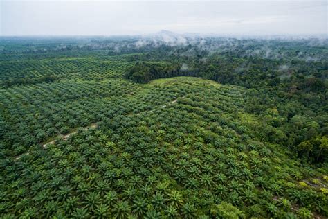 Aerial View Of Oil Palm Plantation Cifor Icraf Knowledge