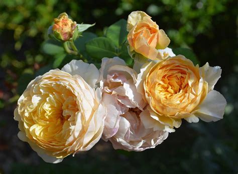 Роза Чарльз Остин Фото И Описание – Telegraph