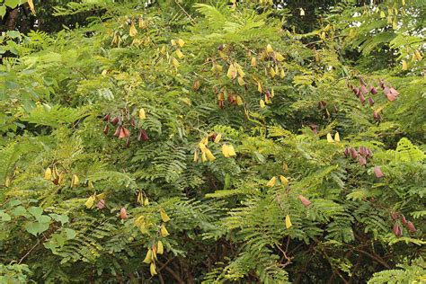 Caesalpinia Sappan Fabaceae