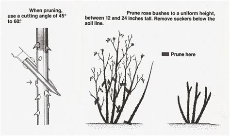 How to prune rose bushes | HireRush Blog