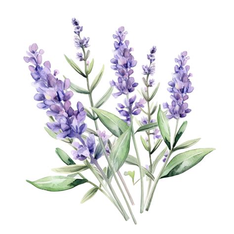 Watercolor Lavender Flower Clip Art Lavender Purple Violet Png