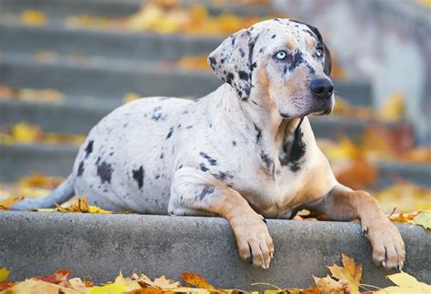 Catahoula Leopard Dog Dog Breeds Breed Information Mad Paws
