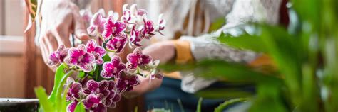how to plant and care for orchids