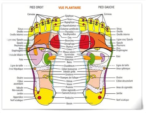 Qu Est Ce Que La R Flexologie Plantaire Tha R Flexologie Plantaire