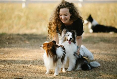 tips   harmonious multi dog household dog breed pro