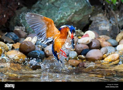 Blue Eared Kingfisher Catching Fish Stock Photo Alamy