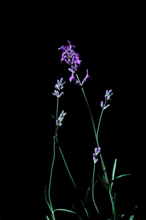 My Lavender Plant Rplant