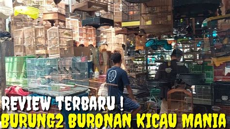 Review Burung Pilihan Dan Incaran Para Kicau Mania Youtube