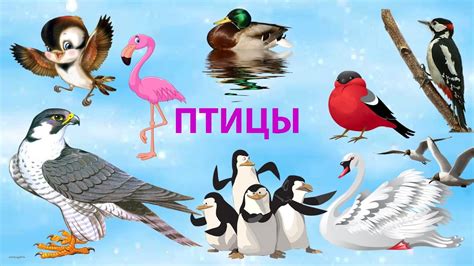 ПТИЦЫ НАЗВАНИЯ ПТИЦ познавательное видео для детей ЛЕБЕДИ/ПИНГВИНЫ ...