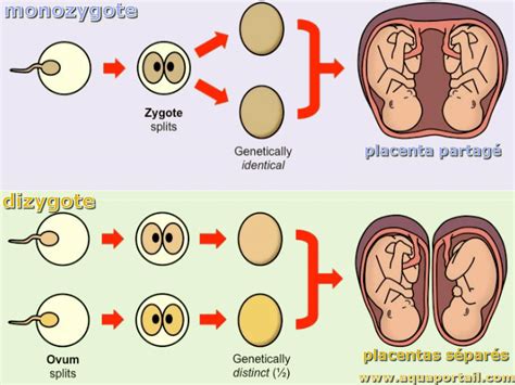 Monozygote Définition Et Explications