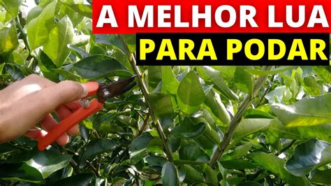 Qual a melhor lua para podar árvores frutíferas YouTube