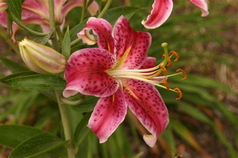 Stargazer Lily Stargazer Lilies For Sale Buying & Growing Guide