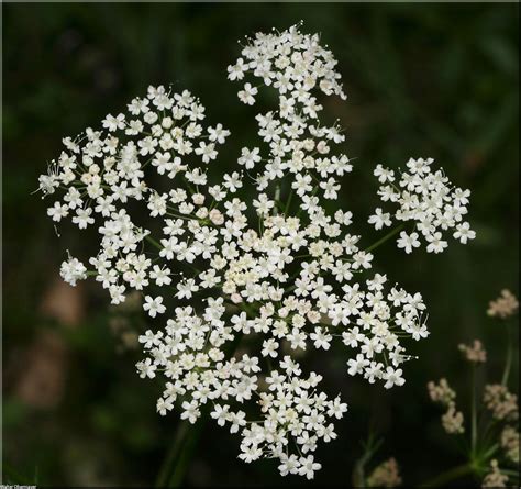 pimpinella-major-obermayer