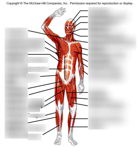 Anterior Gross Muscle Identification Diagram Quizlet