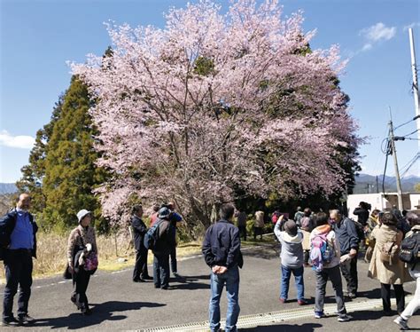 開花が待ち遠しい もうすぐクマノザクラシーズン