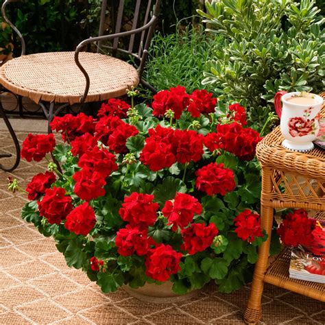 Пеларгония Calliope Dark Red (105 фото) - фото - картинки и рисунки ...