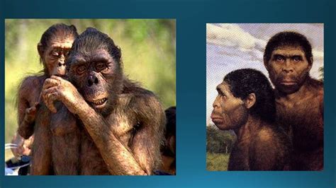 human bipedalism evolution - YouTube