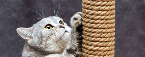 КошкиМышки Когтеточки Екатеринбург | Когтеточки и комплексы для ...