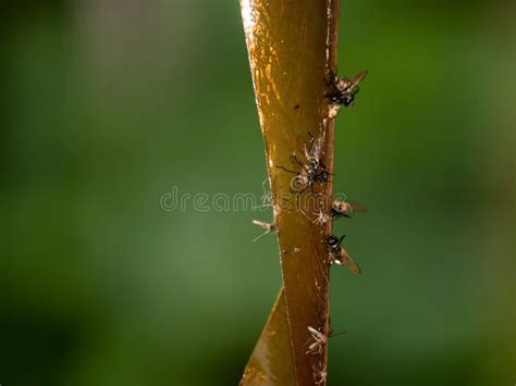 Matado Vuela En La Cinta Pegajosa Lucha Contra Insectos De Molestia