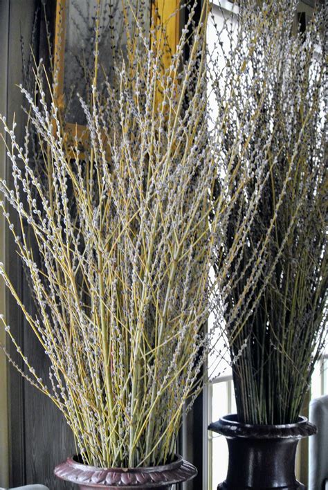 Making Pussy Willow Arrangements The Martha Stewart Blog