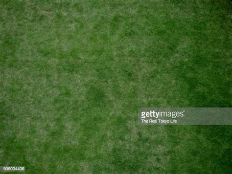 Real Grass Texture Foto E Immagini Stock Getty Images