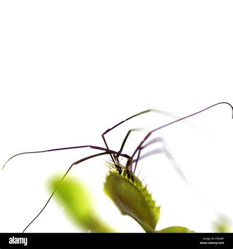 Spider Plant Pot Hi Res Stock Photography And Images Alamy