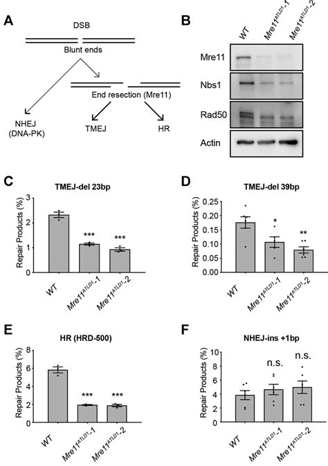 Mre11 Hypomorphism Alters Dsb Repair Pathway Utilization A Schema