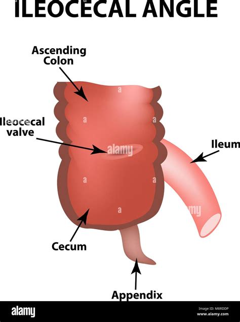 Ileum And Cecum