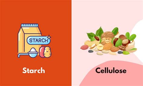 Starch vs. Cellulose Comparison Table