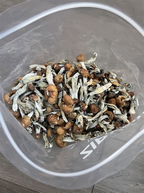 Melmac Mushrooms Shrooms And Edibles