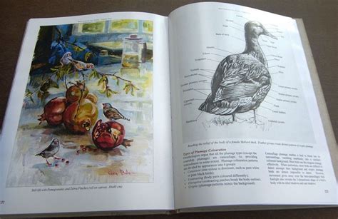 Bird Anatomy For Artists