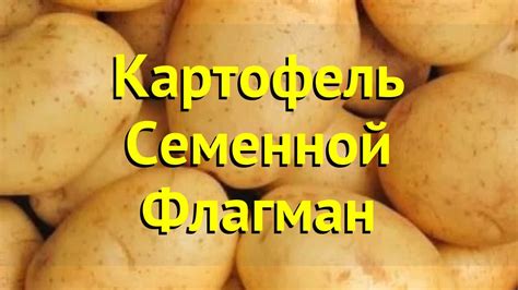 Картофель семенной Флагман. Краткий обзор, описание характеристик ...