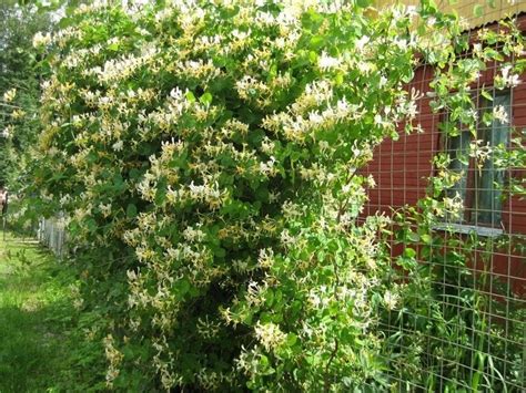 Каприфоль с запахом ванили