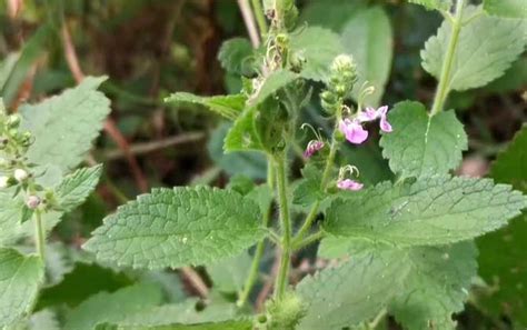 山藿香是什么植物 蜜源植物 酷蜜蜂