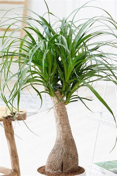 Plantshopme