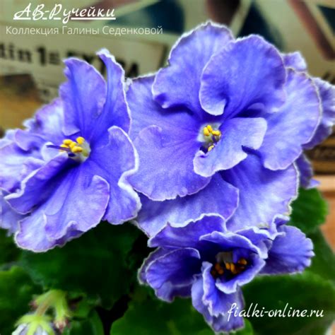 АВ-Ручейки > Фото и описание сорта> Фиалки online