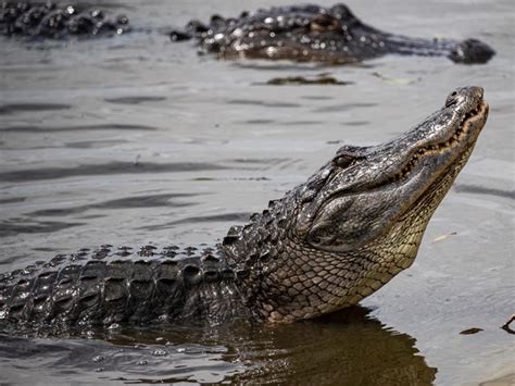Watch And Hear An Alligator Bellow At Gainesvilles La Chua Trail