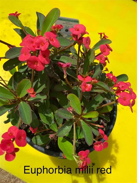 euphorbia milli red  plant supply