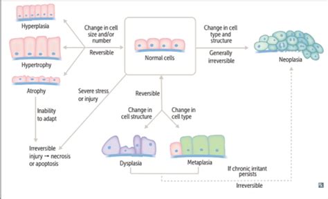Path 4- cell injury and death Flashcards | Quizlet