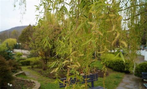 Плакучая ива - описание, фото разновидности. Как размножается плакучая ива?