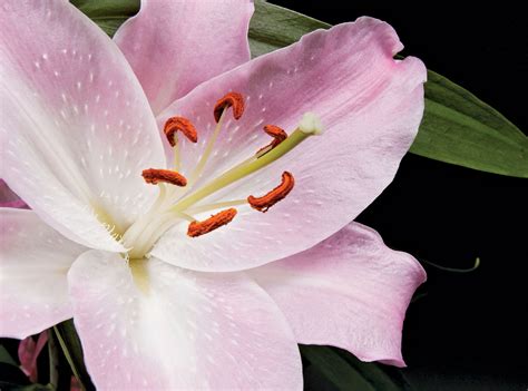 Lily | Description, Species, Uses, & Facts | Britannica