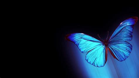 Abstract Butterfly Desktop Wallpaper