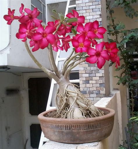 Cell Plants Adenium Bonsai Prosperity Plant Desert Rose Plant Adenium