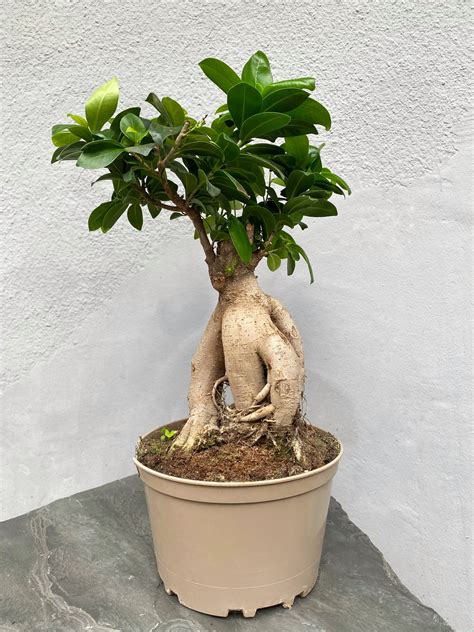 Бонсай Фікус Гінсенг Мікрокарпа Ficus Microcarpa Ginseng, 20*45см у ...