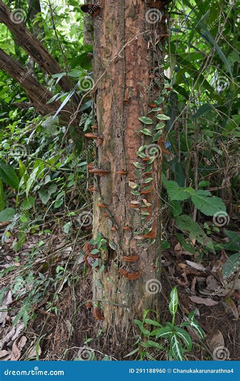 Vue Verticale D Un Tronc D Arbre Mort Avec Les Champignons De La