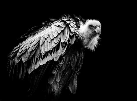 The Vulture Photograph By Natascha Worseling Pixels