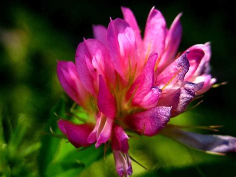 Trifolium lupinaster - Изображение особи - Плантариум