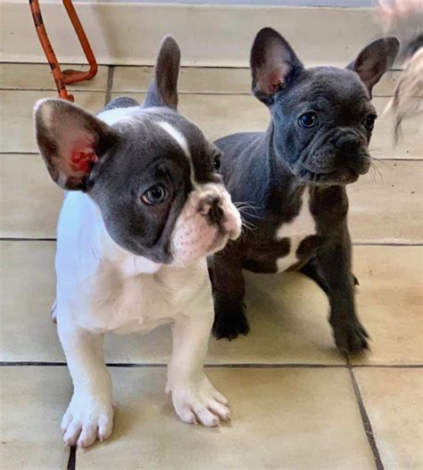 French Bulldog Puppies For Sale | New York, NY #291846