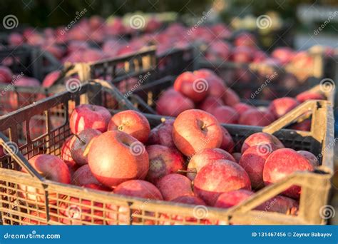 Los Cajones De Manzanas Rojas Recientemente Escogidas Cosechan En