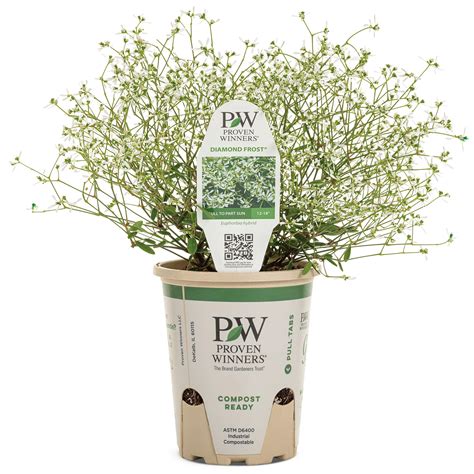 Euphorbia | Diamond Frost® | Proven Winners® Annuals – Proven Winners